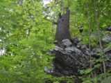 Tree growing out of a rock