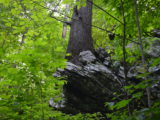 Tree growing out of a rock