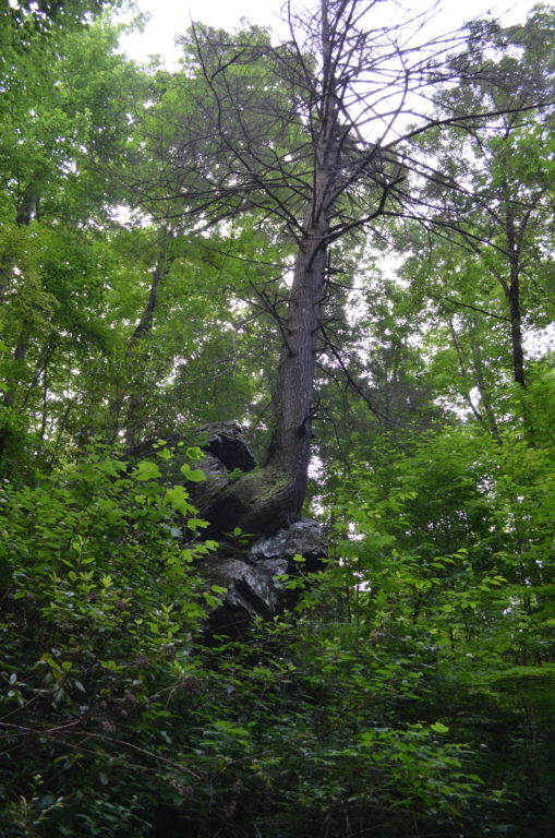 Tree growing out of a rock