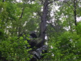 Tree growing out of a rock