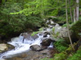 The river along the trail to Anna Ruby Falls