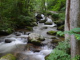 The river along the trail to Anna Ruby Falls