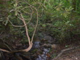 The Creek
