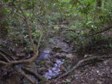 The Creek