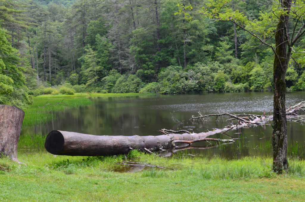 A Cozy Picnic Spot