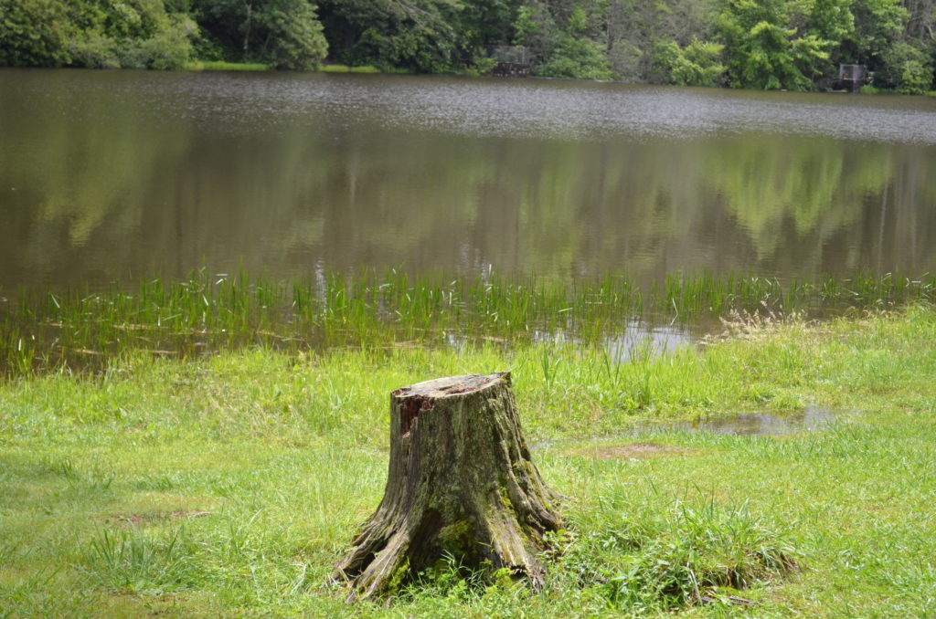 A Cozy Picnic Spot