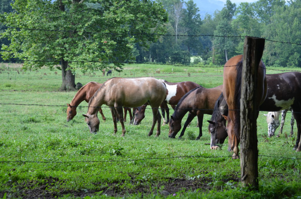 Horses