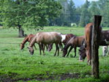 Horses