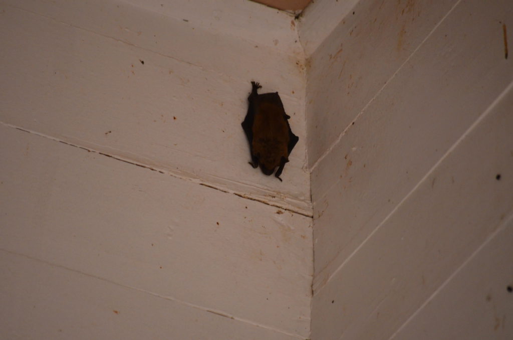 Bats in the Methodist Church