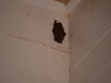 Bats in the Methodist Church