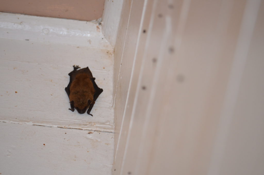 Bats in the Methodist Church