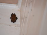 Bats in the Methodist Church