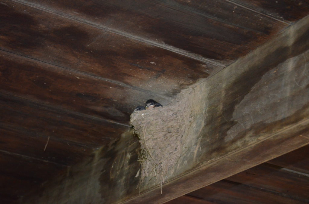 Barn Swallow Nest