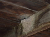 Barn Swallow Nest