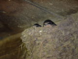 Barn Swallow Nest