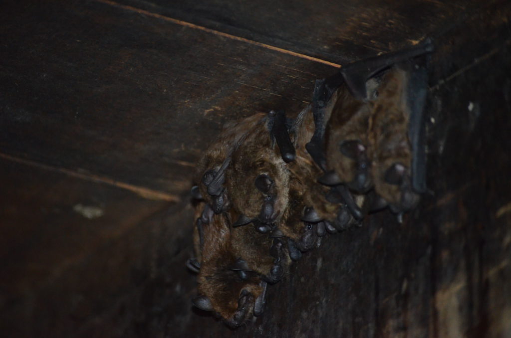 Bats