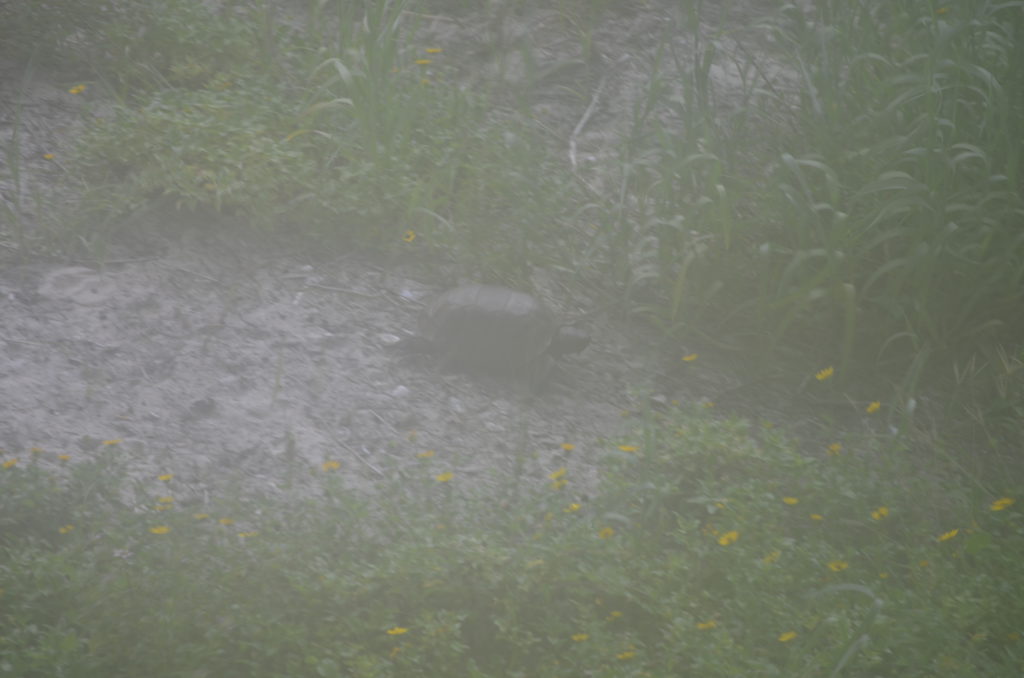 DSC_4986.JPG
