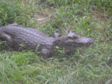 St Augustine Alligator Farm - DSC_5122.JPG