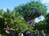 Tree Of Life