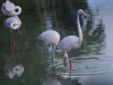 DSC_5481.JPG