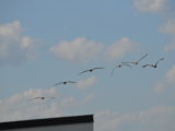 DSC_6393.JPG