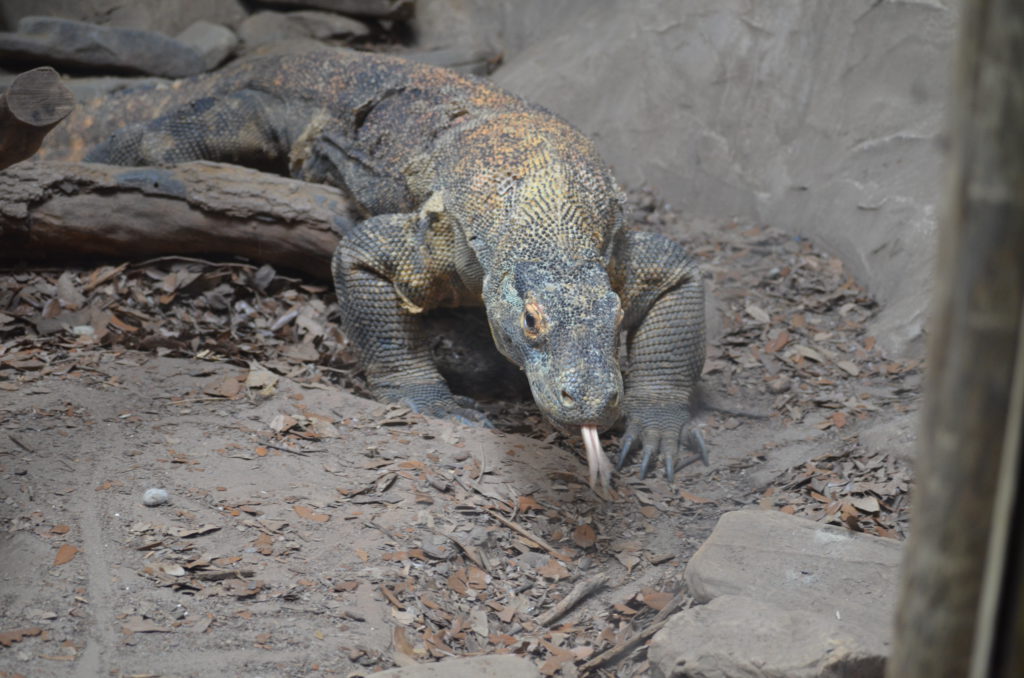 Komodo dragon