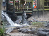 Feeding Alligators