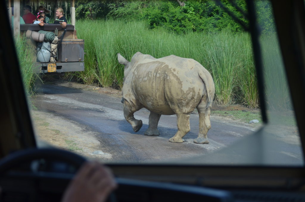 White Rhino