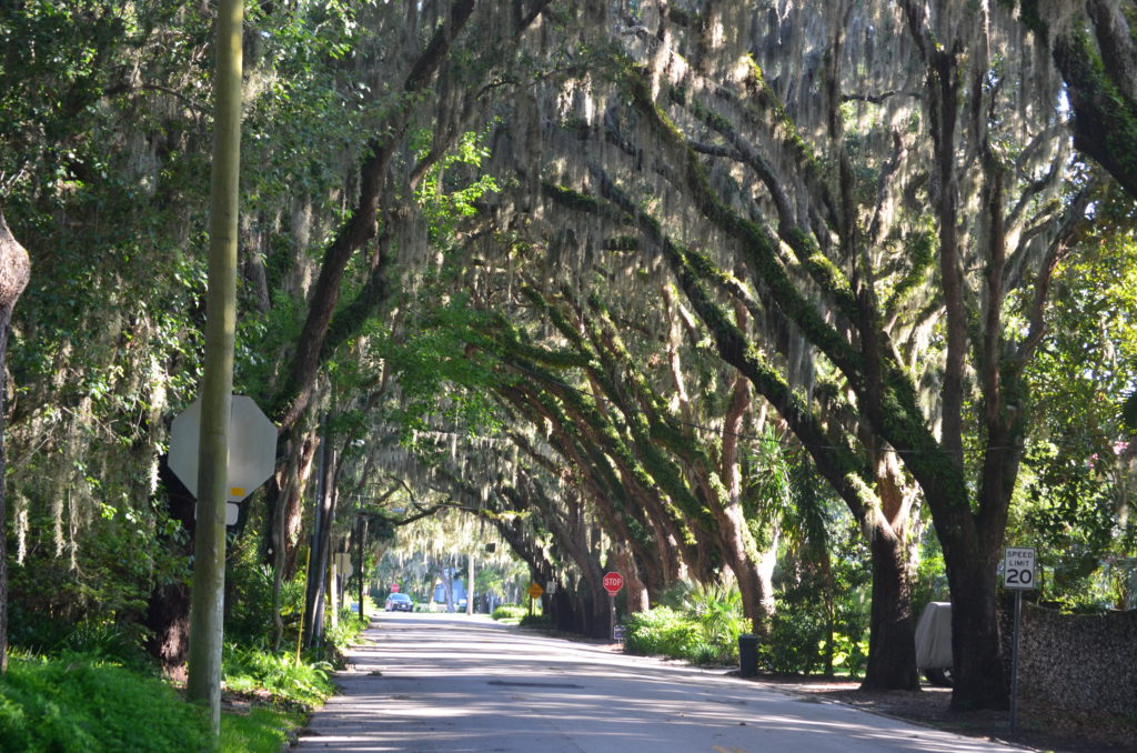 Magnolia Street