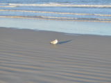 DSC_6753.JPG