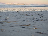 A Walk on the Beach - DSC_6821.JPG