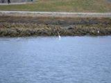 DSC_7229.JPG
