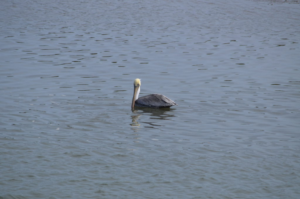 DSC_7234.JPG