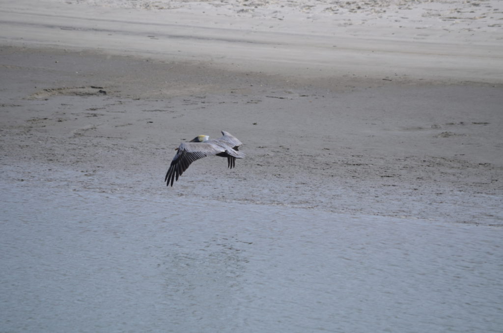 DSC_7235.JPG