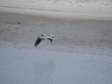 DSC_7235.JPG