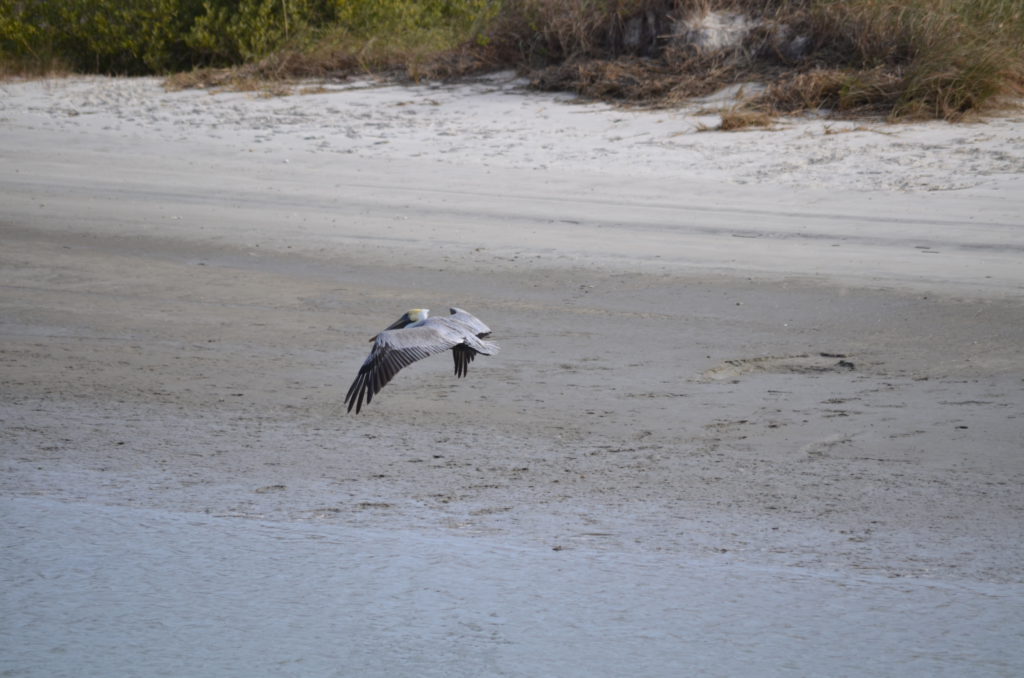 DSC_7236.JPG