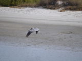 DSC_7236.JPG