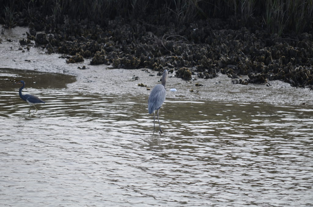 DSC_7239.JPG