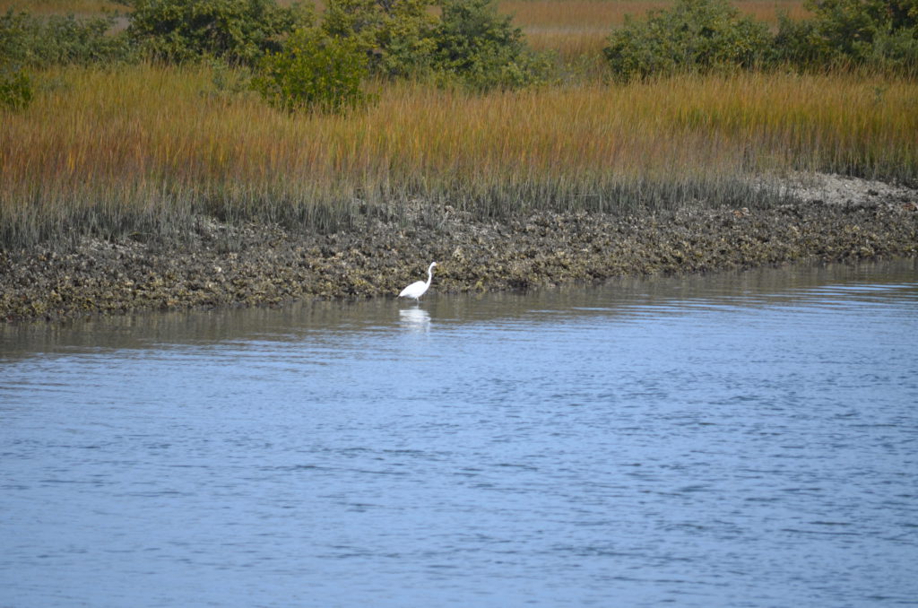 DSC_7242.JPG
