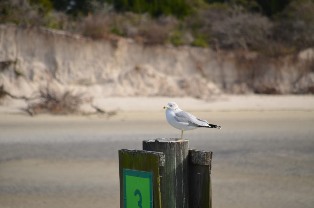 DSC_7259.JPG