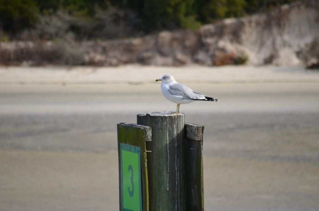 DSC_7260.JPG