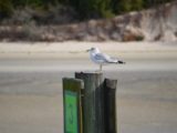 DSC_7260.JPG