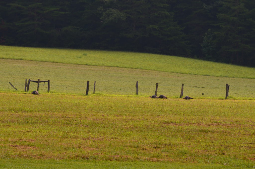 DSC_8299.JPG
