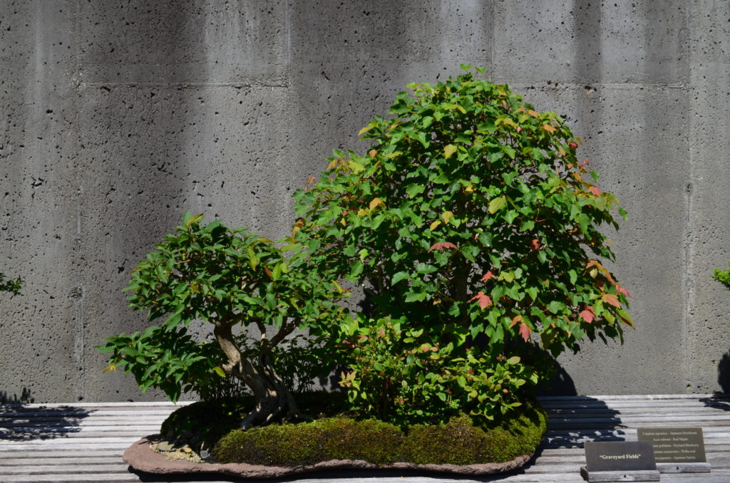 DSC_0019.JPG