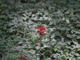 DSC_0366.JPG