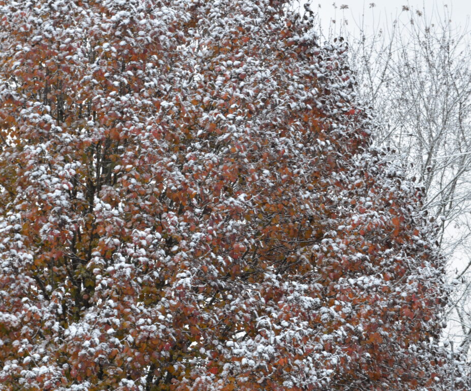 Light snow on a bradford pear tree
