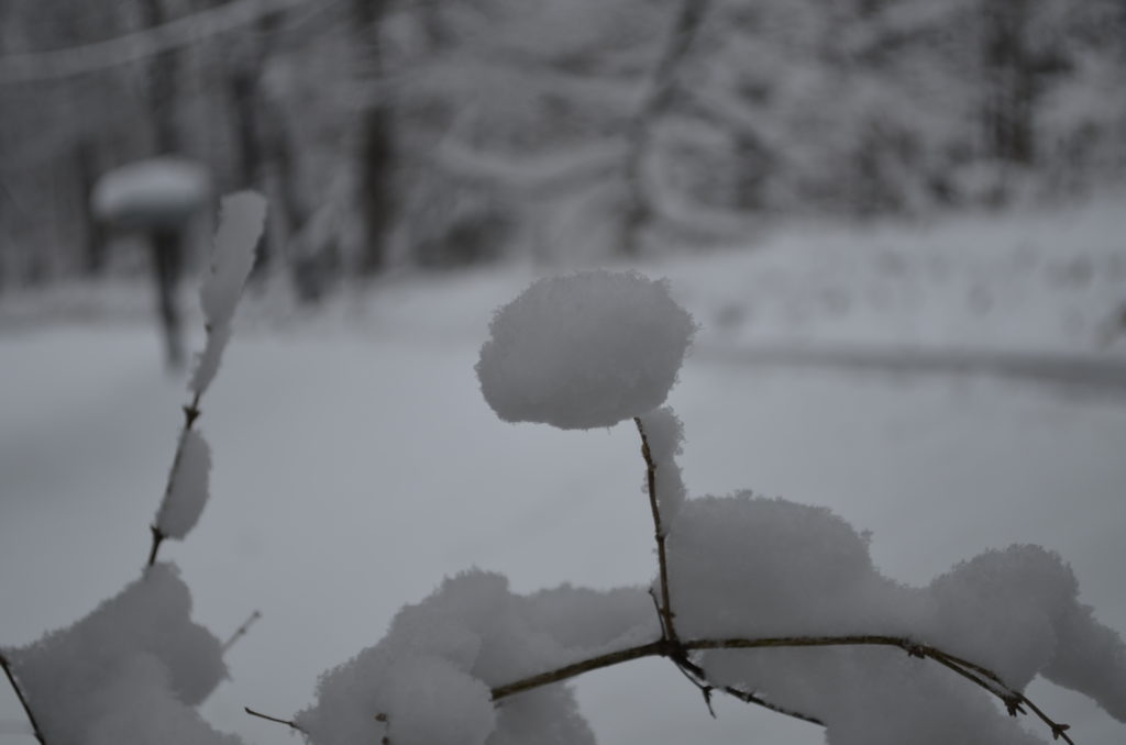 DSC_4083.JPG